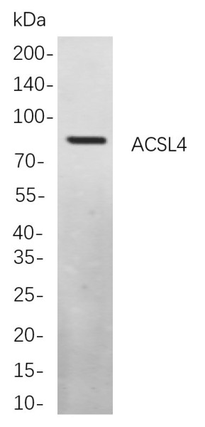 Anti-Recombinant ACSL4, clone 8A7