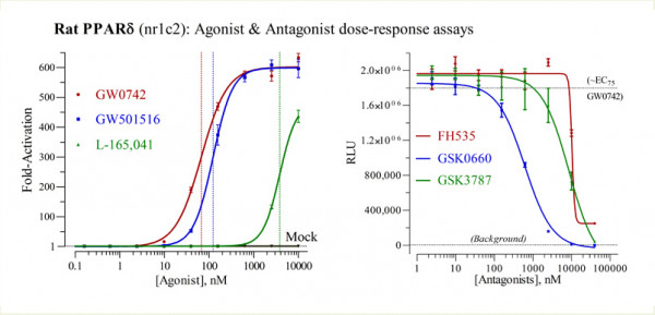 PPARdelta (rat) Reporter Assay Kit