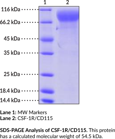 CSF-1R/CD115 (human, recombinant)