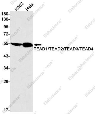 Anti-Recombinant TEAD1/TEAD2/TEAD3/TEAD4, clone C333151