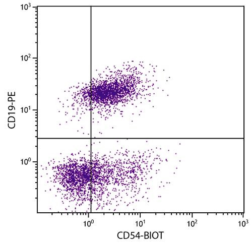 Anti-CD54 / ICAM1 (Biotin), clone YN1/1.7.4