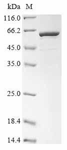 Methyltransferase-like protein 4 (METTL4), human, recombinant