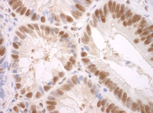 Anti-SF3A3 (IHC)