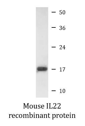 Mouse IL22 recombinant protein (Active)