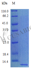 Chemokine (C-X-C motif) ligand 12 (Stromal cell-derived factor 1) protein (Cxcl12) (Active), rat, re