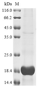 Appetite-regulating hormone (GHRL), partial, cat, recombinant
