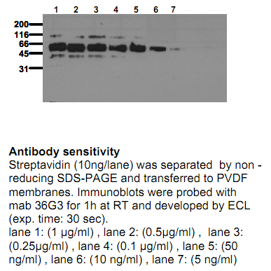 Anti-Streptavidin, clone 36G3