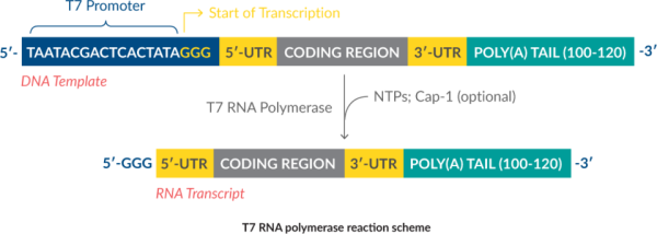T7 mRNA Transcription Kit (Cap-1)