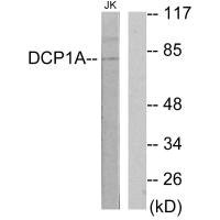 Anti-DCP1A