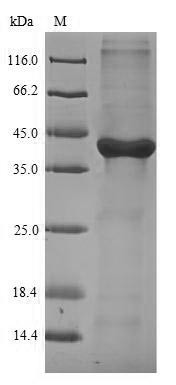 Galectin-4 (Lgals4), mouse, recombinant