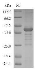Thioredoxin, mitochondrial (TXN2), human, recombinant