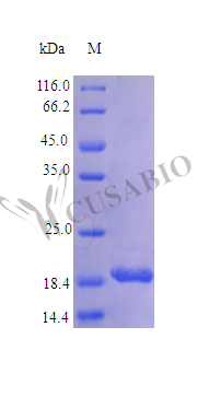 Interleukin-11 protein (IL11) (Active), human, recombinant