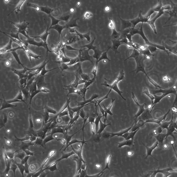 E11 Cells