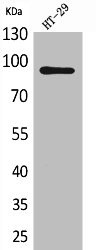 Anti-NRG2