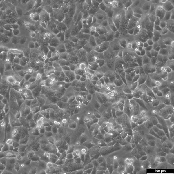 HuTu-80 Cells