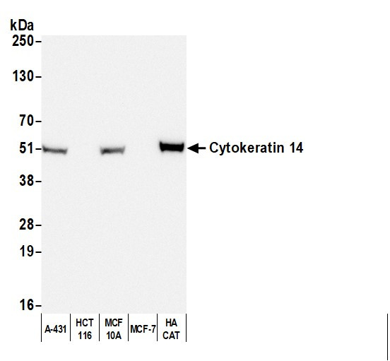 Anti-Mouse IgG3