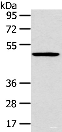 Anti-HTRA1