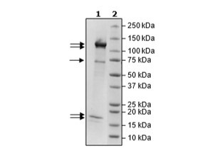 Rbx1/CUL4B/DDB1/DCAF15/DDA1 Complex Recombinant