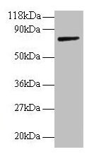 Anti-ANXA6