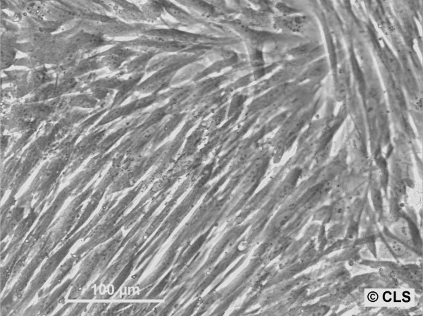 HEL-299 Cells