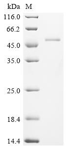 Ataxin-3 (ATXN3), human, recombinant
