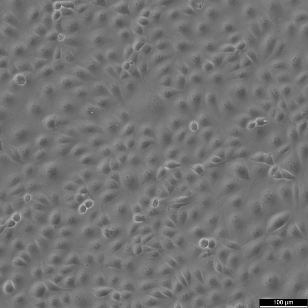 MARC-145 Cells