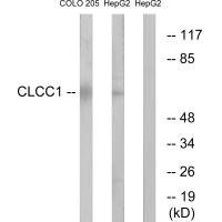 Anti-CLCC1