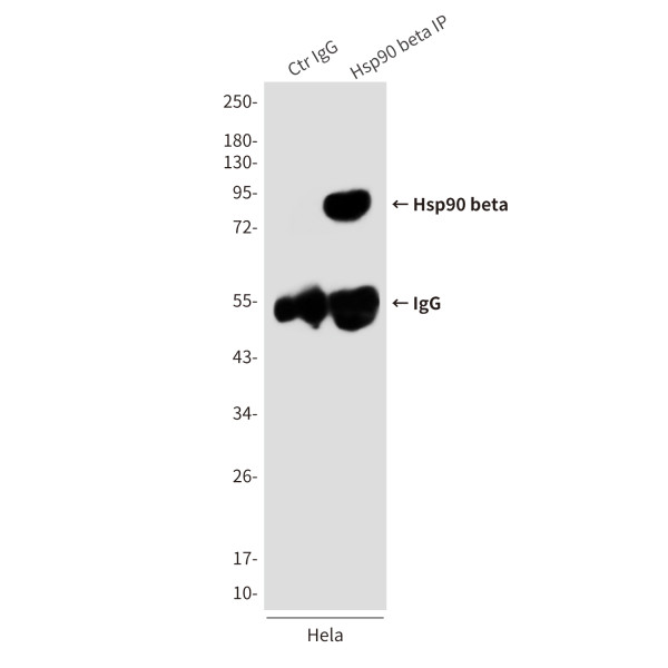 Anti-HSP90AB1