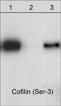 Anti-phospho-Cofilin (Ser3)