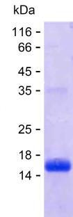 TTR (human), recombinant protein