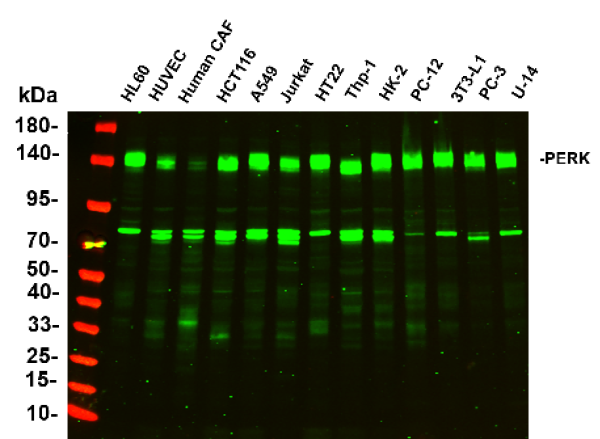 Anti-Recombinant PERK, clone 12B11