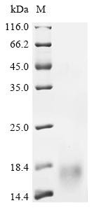 Hepcidin (Hamp), partial, rat, recombinant