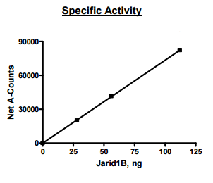PLU-1 human recombinant protein
