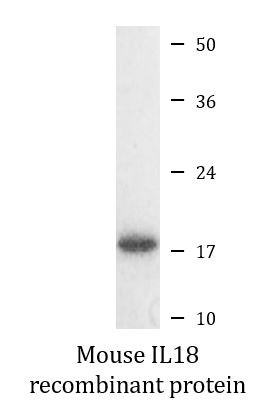 Mouse IL18 recombinant protein (Active)