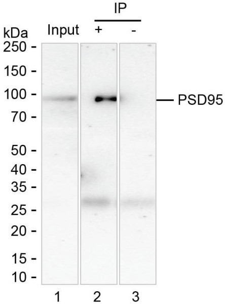 Anti-PSD95