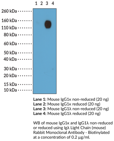 Anti-Iglambda Light Chain (mouse) Rabbit Monoclonal Antibody - Biotinylated (RM110)