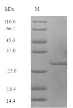 50S ribosomal protein L7/L12 (rplL), Staphylococcus aureus, recombinant