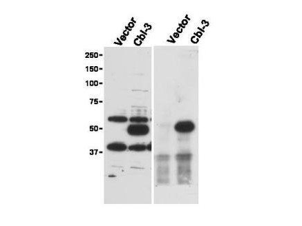 Anti-Cbl-c