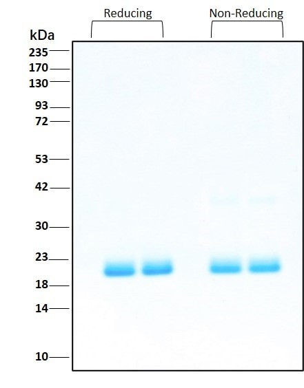 G-CSF HumanKine(R) recombinant human protein