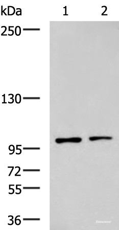 Anti-GLI1