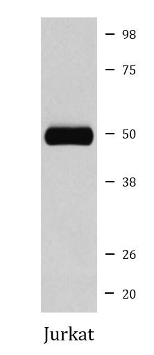 Anti-beta Tubulin (HRP)