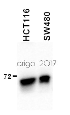 Anti-hnRNP M
