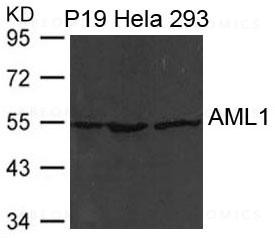 Anti-AML1(RUNX1)