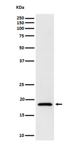 Anti-EIF1AX / eIF1A X isoform, clone 29E67