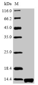Protein PrgJ (prgJ), Salmonella typhimurium, recombinant