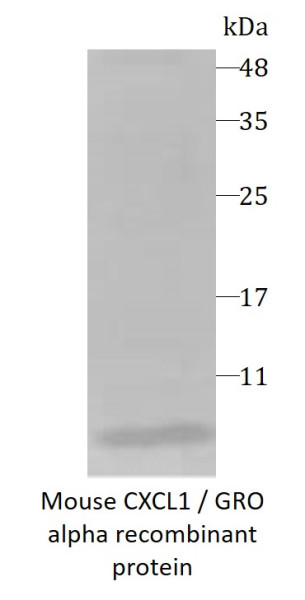 Mouse CXCL1 / GRO alpha recombinant protein (Active)