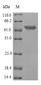 Phosphomannomutase 2 (PMM2), human, recombinant