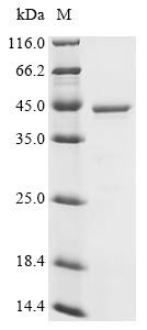 Enhancer of rudimentary homolog (ERH), recombinant human