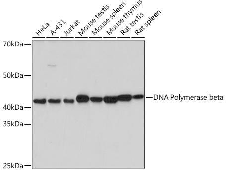 Anti-DNA Polymerase beta