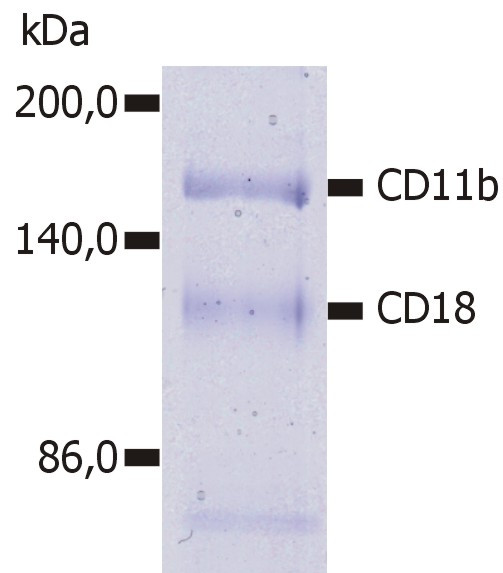 Anti-CD11b / Mac-1 alpha, clone MEM-174 (azide free)